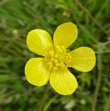 Imagem de Ranunculus occidentalis Nutt.