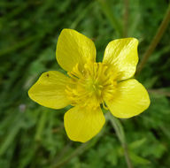 Imagem de Ranunculus occidentalis Nutt.