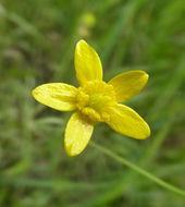 Imagem de Ranunculus occidentalis Nutt.