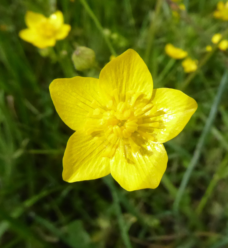 Imagem de Ranunculus occidentalis Nutt.