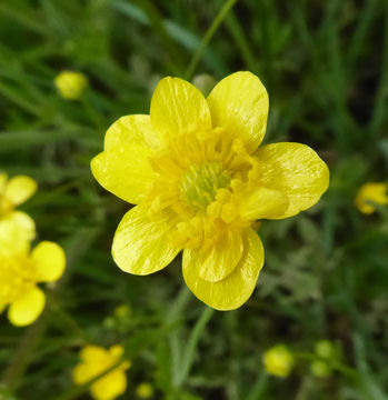 Imagem de Ranunculus occidentalis Nutt.