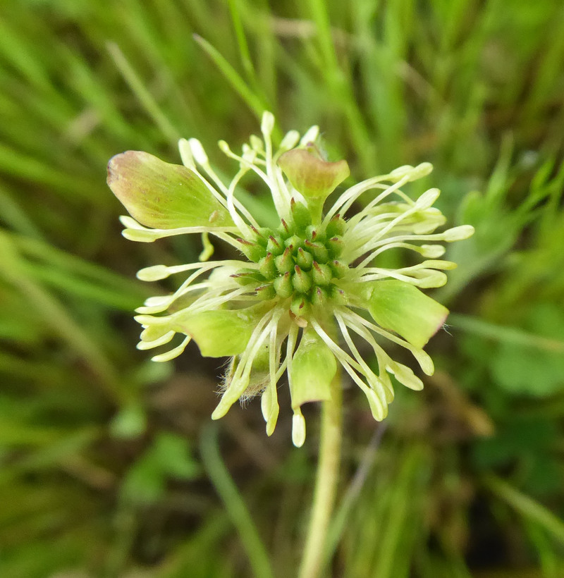 Imagem de Ranunculus occidentalis Nutt.