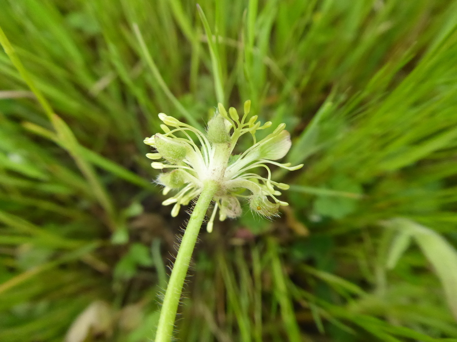 Imagem de Ranunculus occidentalis Nutt.