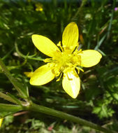 Imagem de Ranunculus occidentalis Nutt.