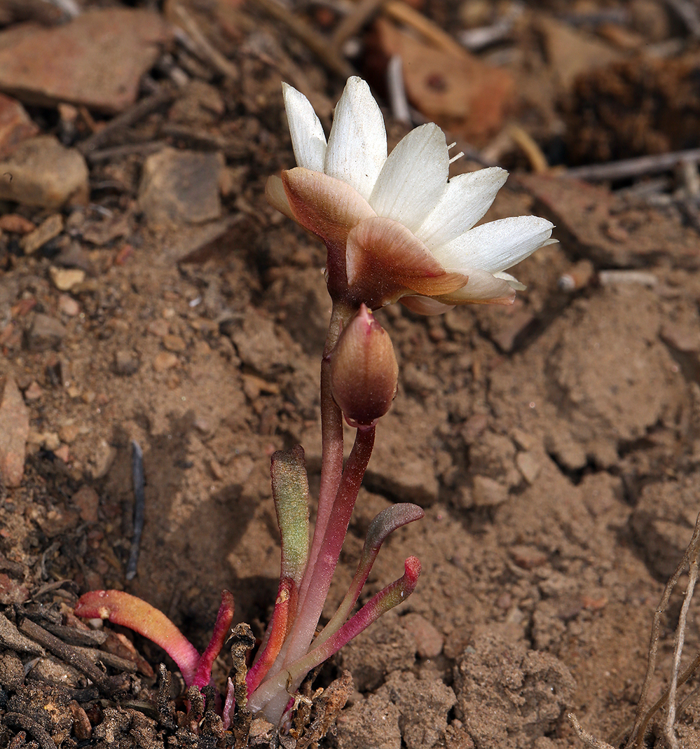 Image of bitter root