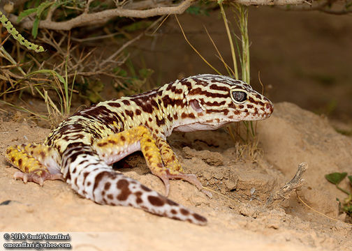 Image of Iraqui Eyelid Gecko