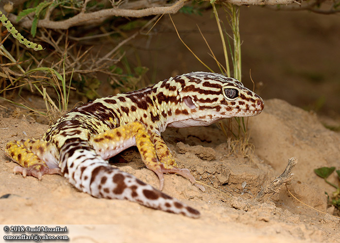 Image of Iraqui Eyelid Gecko