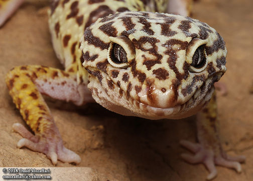 Image of Iraqui Eyelid Gecko