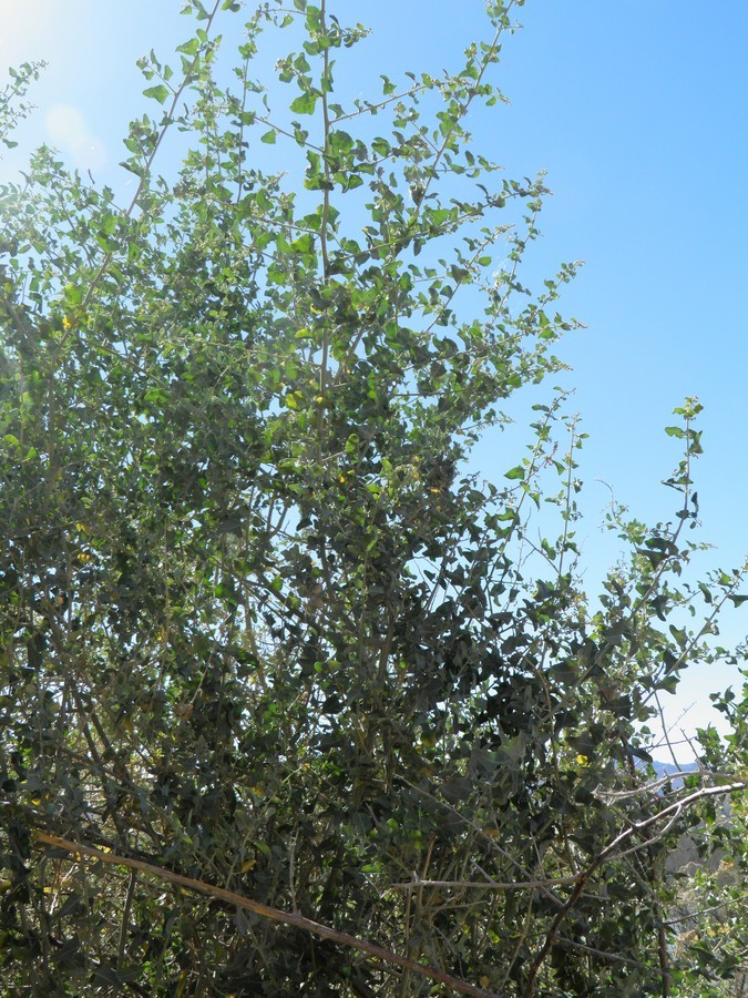 Image of big saltbush