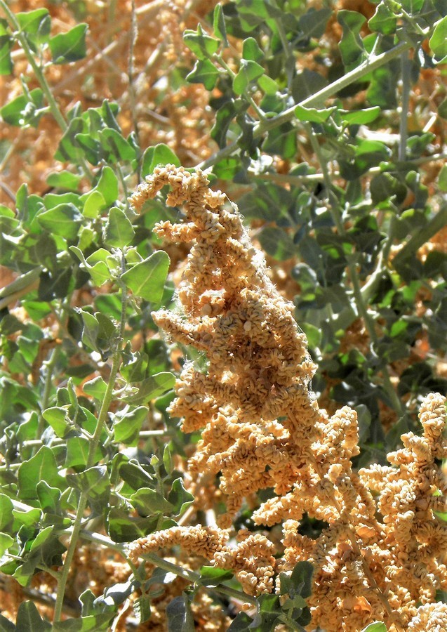 Image of big saltbush