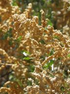 Image of big saltbush