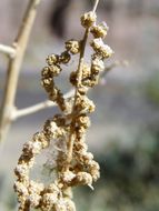 Image of big saltbush