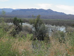 Image of big saltbush