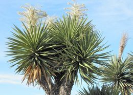 Image de Yucca faxoniana Sarg.