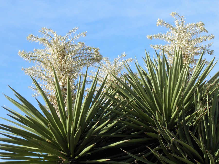 Sivun Yucca faxoniana Sarg. kuva