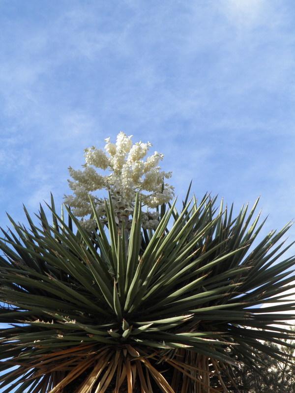 Image de Yucca faxoniana Sarg.