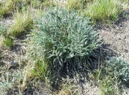 Imagem de Astragalus mollissimus var. bigelovii (A. Gray) Barneby