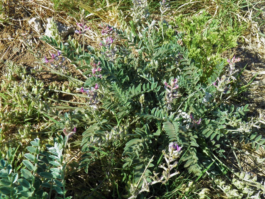 Imagem de Astragalus mollissimus var. bigelovii (A. Gray) Barneby