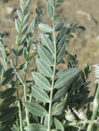 Image of woolly locoweed