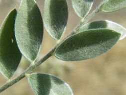 Image of woolly locoweed