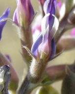 Image of woolly locoweed