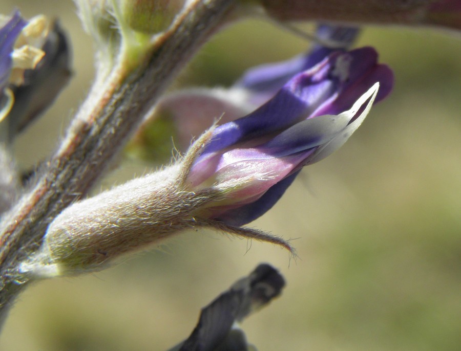 Imagem de Astragalus mollissimus var. bigelovii (A. Gray) Barneby