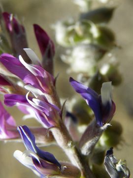 Imagem de Astragalus mollissimus var. bigelovii (A. Gray) Barneby