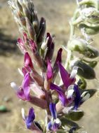 Imagem de Astragalus mollissimus var. bigelovii (A. Gray) Barneby