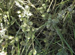 Imagem de Astragalus mollissimus var. bigelovii (A. Gray) Barneby