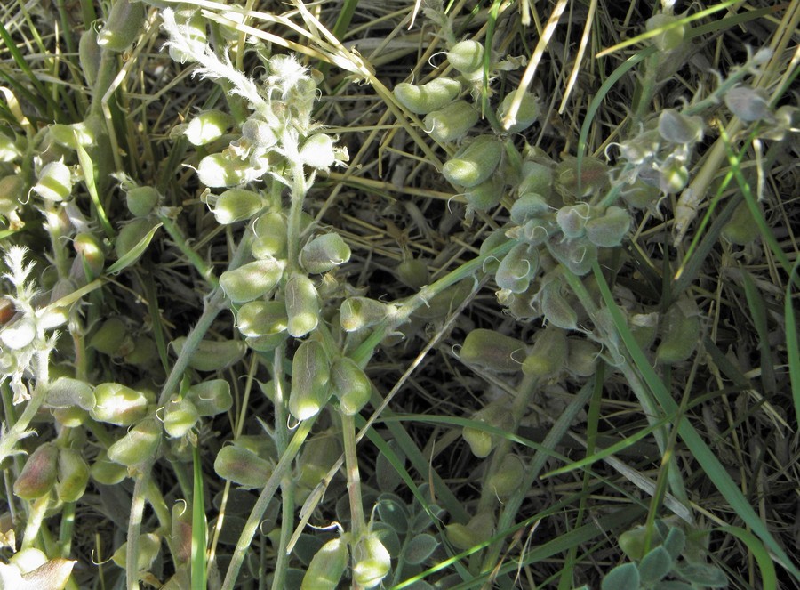 Image of woolly locoweed