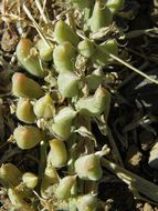 Imagem de Astragalus mollissimus var. bigelovii (A. Gray) Barneby