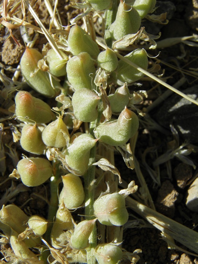 Image of woolly locoweed