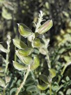 Image of woolly locoweed