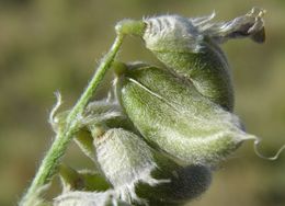 Image of woolly locoweed