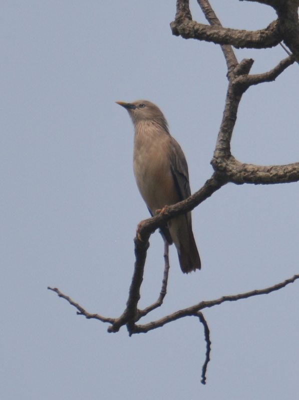 Image of Chestnut-tailed Starling