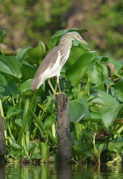 Image of Chinese Pond Heron