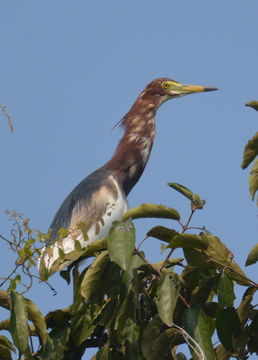 Image of Chinese Pond Heron