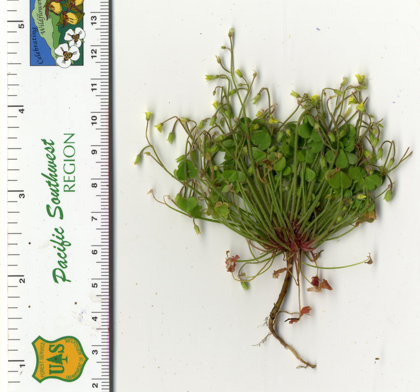 Image of Oxalis micrantha Boj. ex Prog.