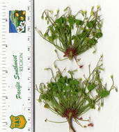 Image of Oxalis micrantha Boj. ex Prog.