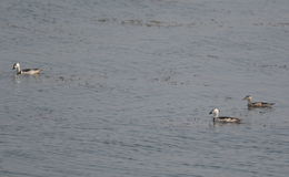 Image of Cotton Pygmy Goose