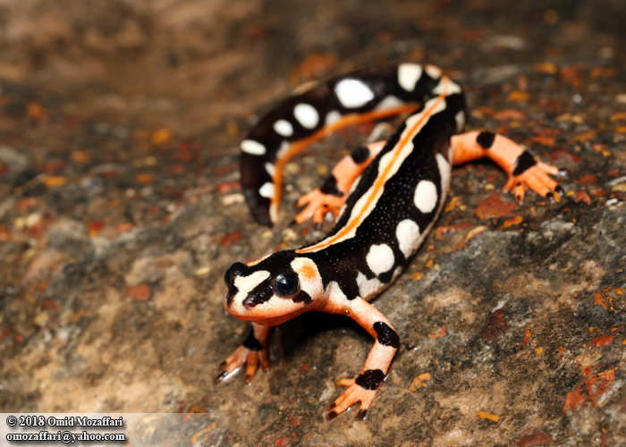 Image of Emperor Newt