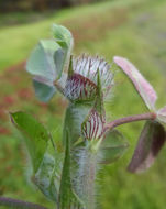 Image of rose clover
