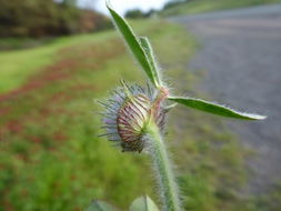 Image of rose clover