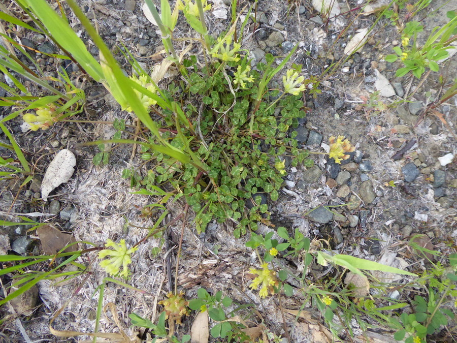 Image de Trifolium fucatum Lindl.