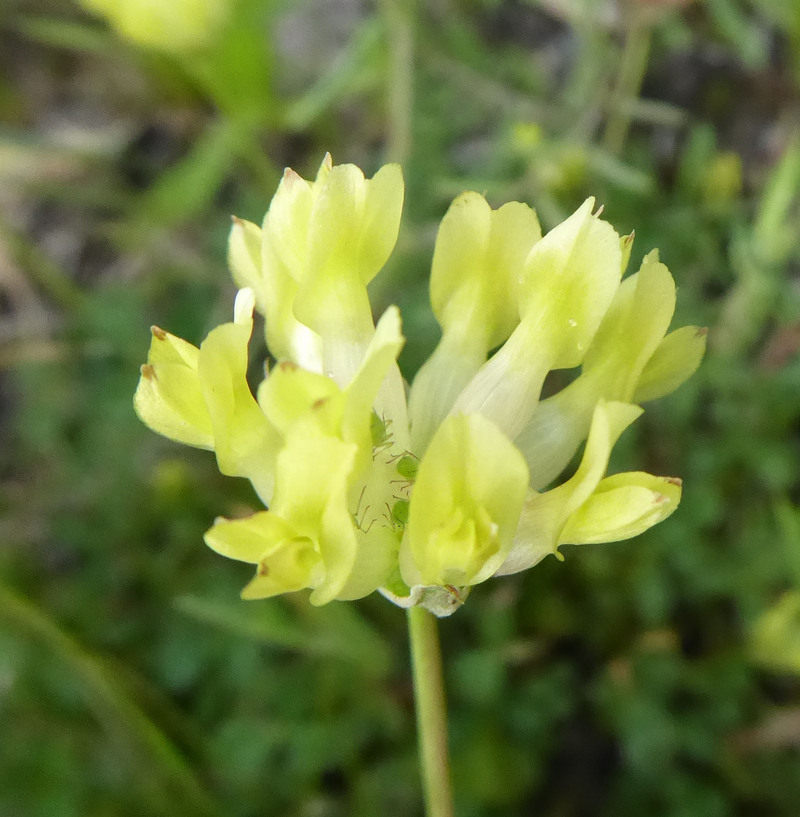 Image de Trifolium fucatum Lindl.