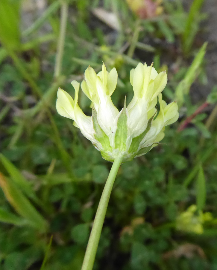 Image de Trifolium fucatum Lindl.