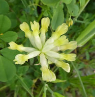 Image de Trifolium fucatum Lindl.