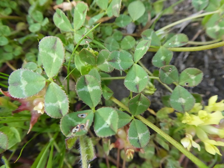 Image de Trifolium fucatum Lindl.