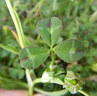 Image de Trifolium fucatum Lindl.