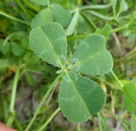 Image de Trifolium fucatum Lindl.